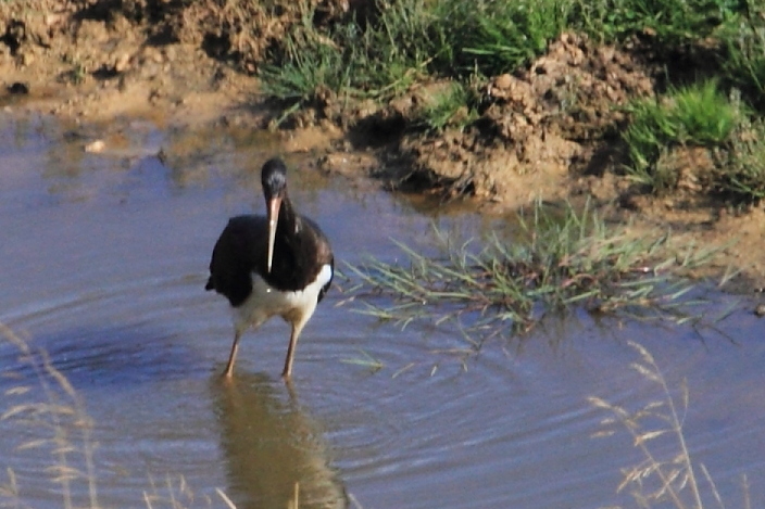 Black Stork • Cicogna nera