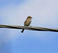 a.piccola juv