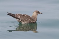 Labbo codalunga Stercorarius longicaudus Long-tailed Skua