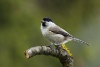 Cincia alpestre	Poecile montanus	Willow Tit