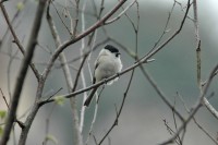 Cincia bigia	Poecile palustris	Marsh Tit