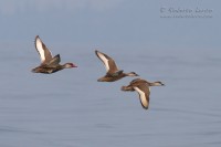 Fistione_turco_Netta_rufina_Red-crested_Pochard2