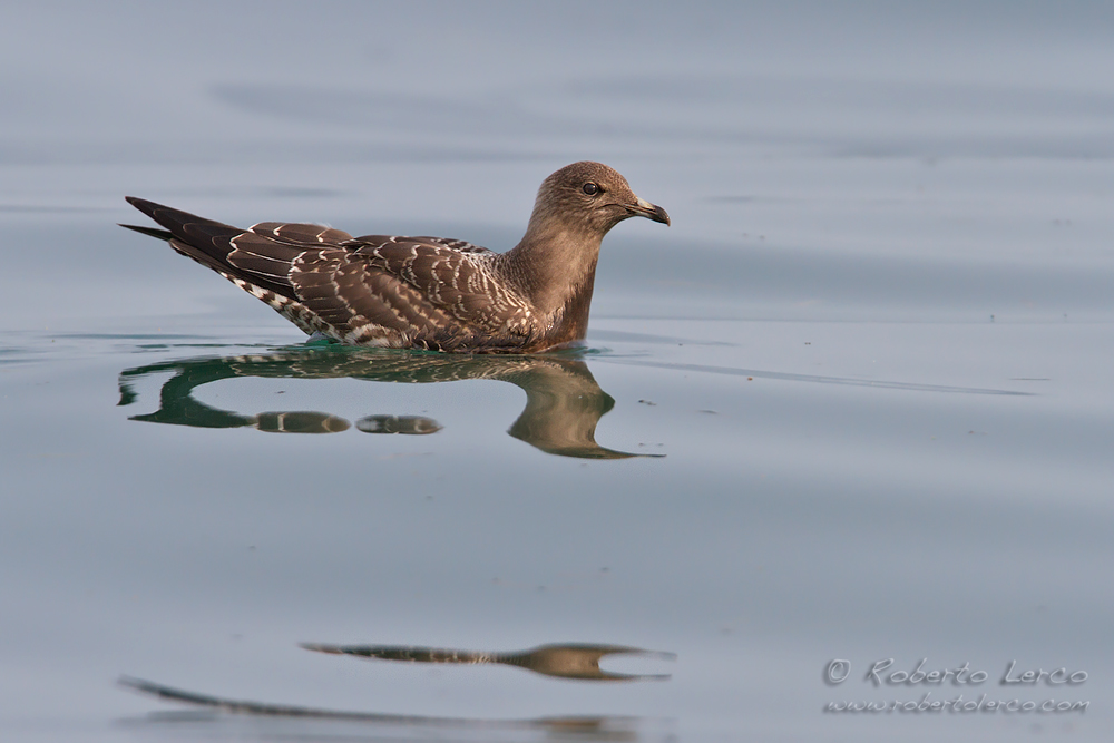 Labbo_codalunga_Stercorarius_longicaudus_Long-tailed_Skua012