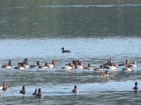 Lago Frassino 080