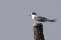 Sterna codalunga	Sterna paradisaea	Arctic Tern