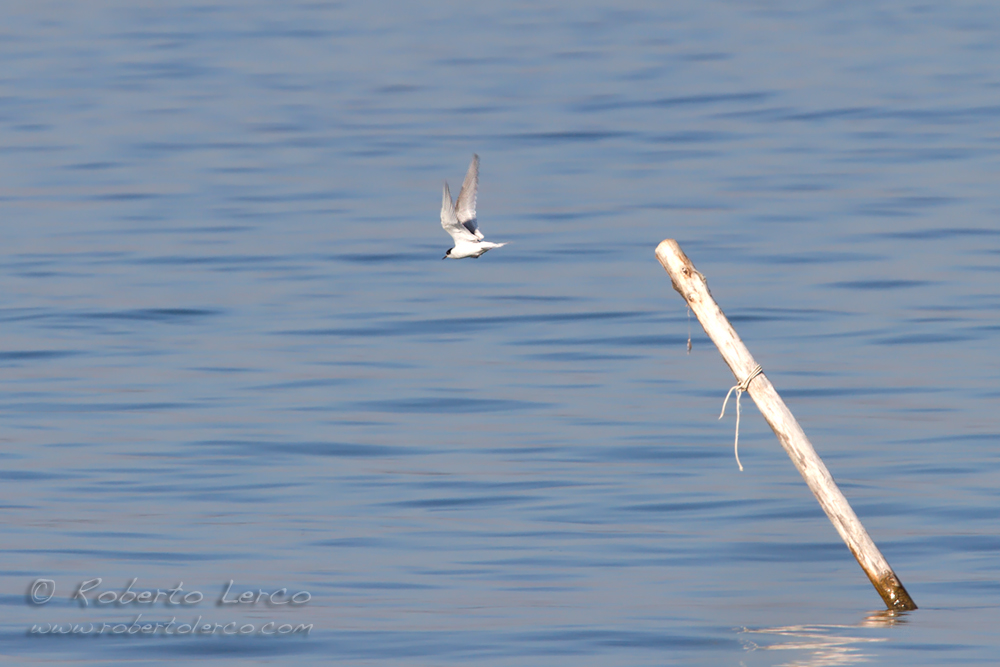 Sterna_codalunga_artic_tern