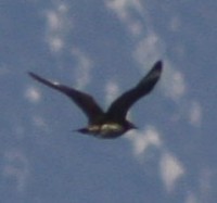 Labbo Stercorarius parasiticus Arctic Skua