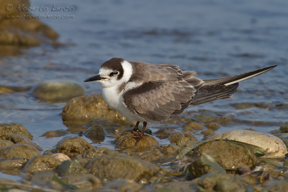 MIganttino_comune_Black_Tern_Chlidonias_niger17_1000