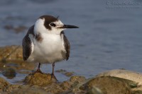 MIganttino_comune_Black_Tern_Chlidonias_niger23_1000