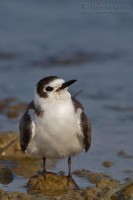 MIgnattino_comune_Black_Tern_Chlidonias_niger24