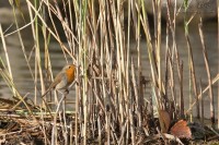 Pettirosso_Erithacus_rubecula_European_Robin2_1000