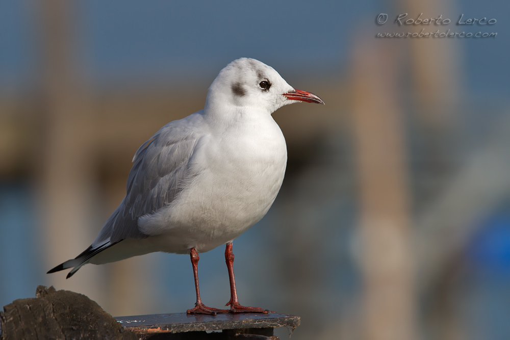 Gabbiano_comune_Larus_ridibundus8_1000