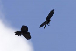 Corvidae