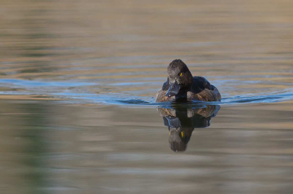 20111115_DP28211_moretta, tufted duck