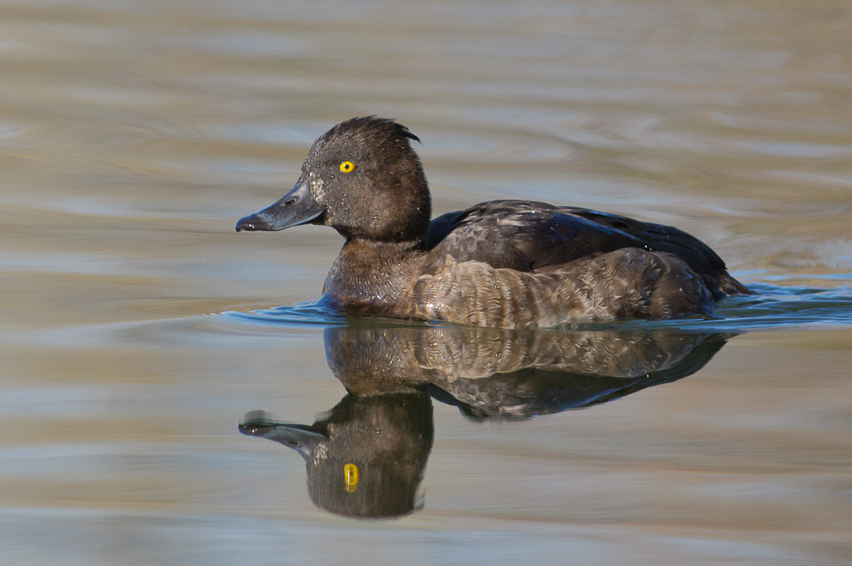 20111115_DP28229_moretta, tufted duck