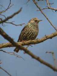 Storno	Sturnus vulgaris	Starling