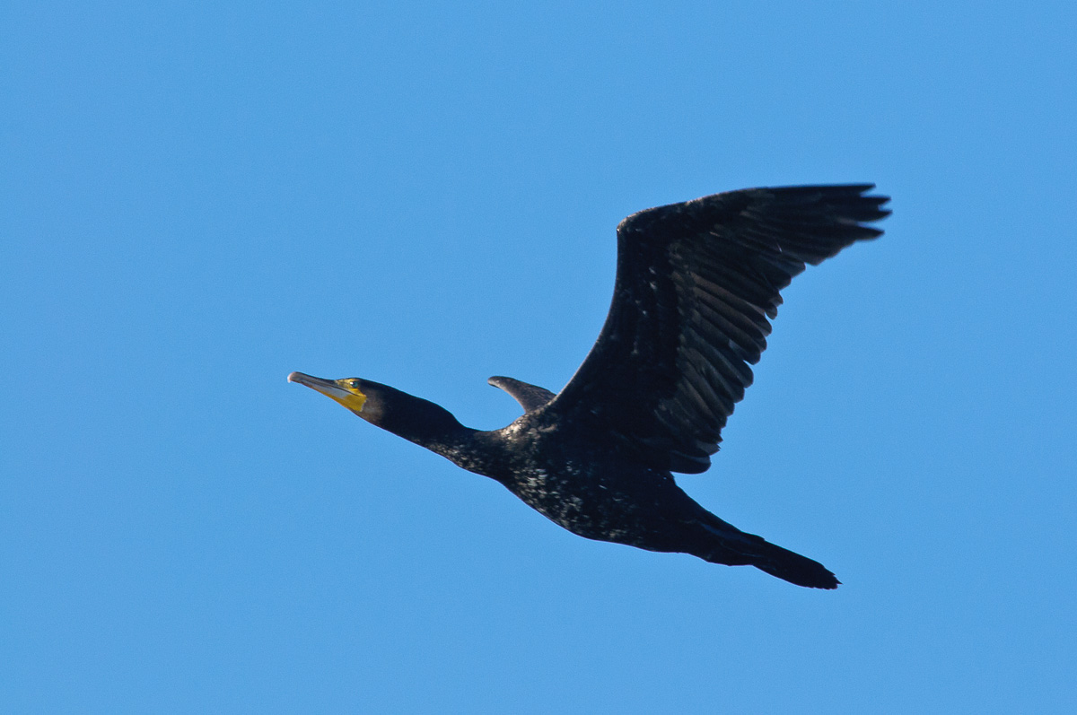 20111115_DP28425_cormorano, cormorant