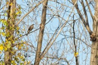 20111115_DP27909_sparviero, sparrowhawk