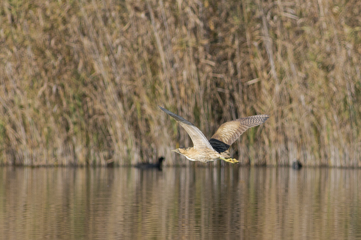 20111115_DP28371_tarabuso, great bittern