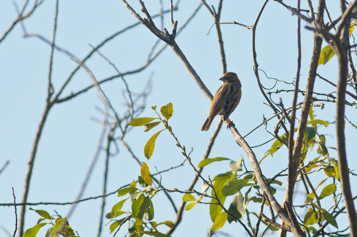 20111115_DP27968_migliarino di palude, reed bunting