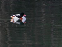 Volpoca	Tadorna tadorna	Common Shelduck