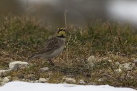 Allodola golagialla Eremophila alpestris Horned Lark