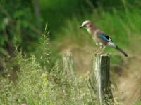 Ghiandaia	Garrulus glandarius	Eurasian Jay