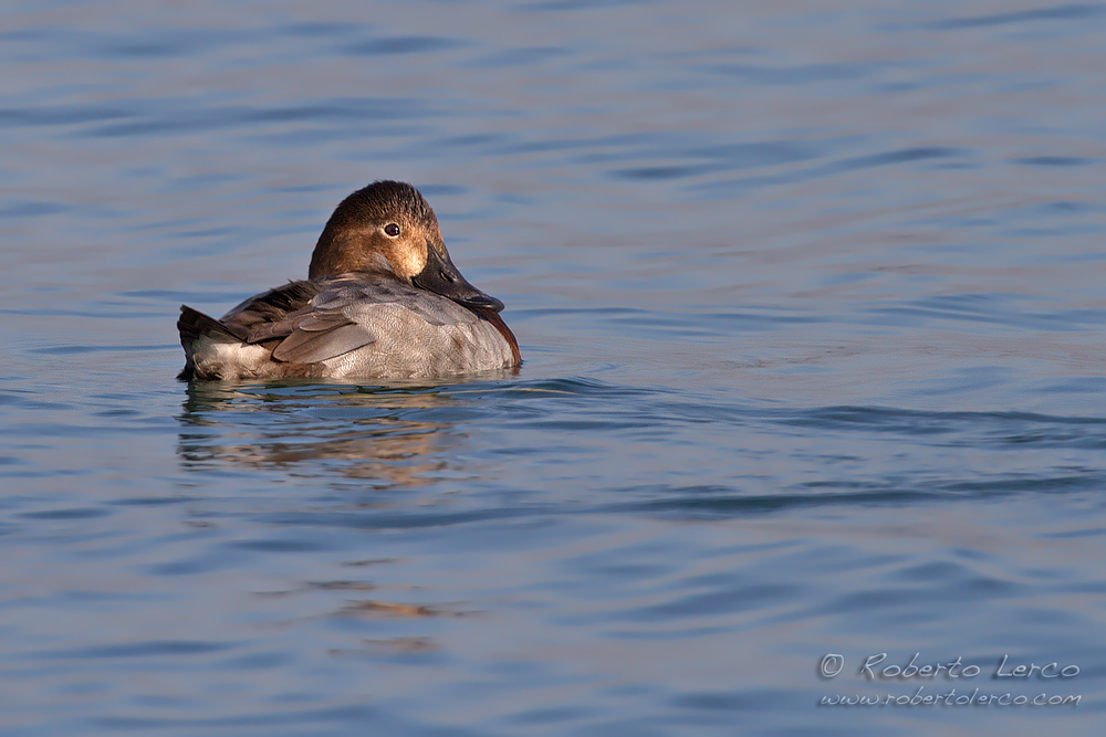 Moriglione_Aythya_ferina_Common_Pochard1_1000