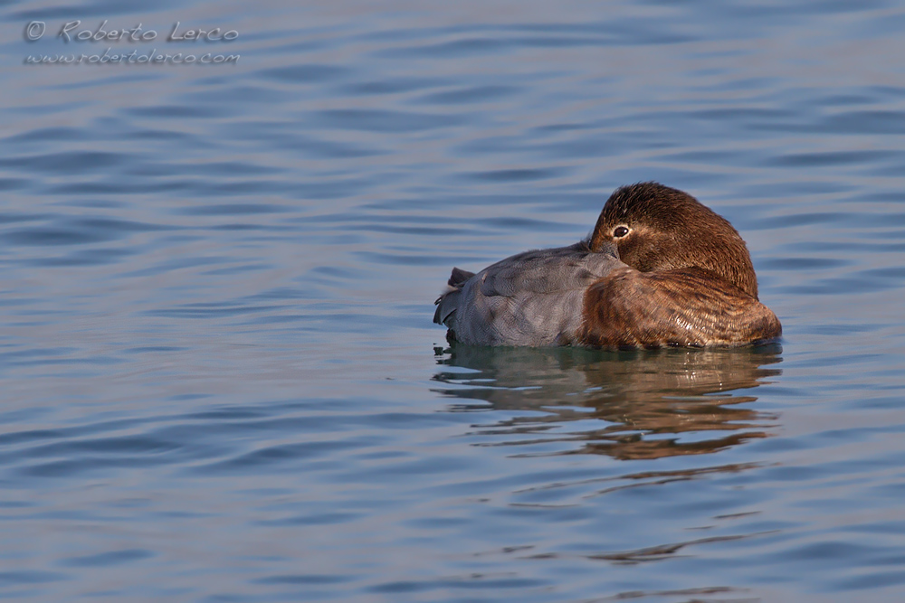 Moriglione_Aythya_ferina_Common_Pochard2_1000