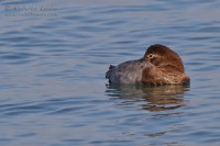 Moriglione_Aythya_ferina_Common_Pochard2_1000