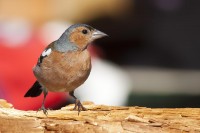 Fringuello	Fringilla coelebs	Chaffinch