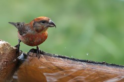 Fringillidae