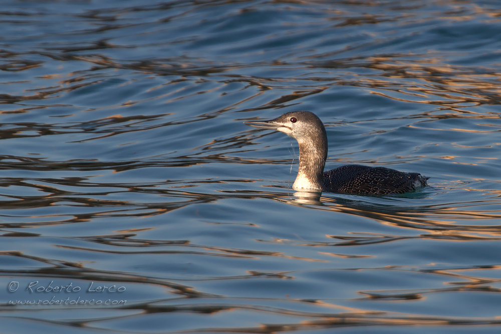 Strolaga_minore_Gavia_stellata_Red-throated_Diver2_1000