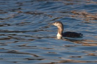 Strolaga_minore_Gavia_stellata_Red-throated_Diver2_1000