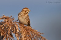 Migliarino_di_palude_Emberiza_schoeniclus_Reed_bunting5_1000