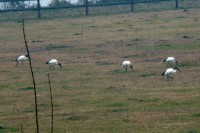 IBIS_ _ _ _ _ _ _ _ - 019