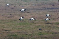 IBIS SACRO • SACRED IBIS