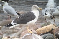 Zafferano Larus fuscus Lesser Black-backed Gull