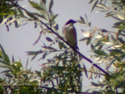 Averla cenerina Lanius minor Lesser Grey Shrike