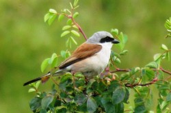 Averla piccola Lanius collurio Red-backed Shrike