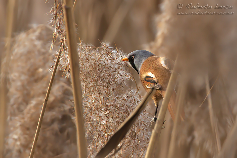 Basettino_Panurus_biarmicus_Bearded_Reedling01_1000