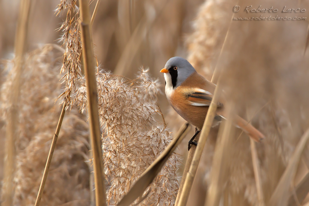 Basettino_Panurus_biarmicus_Bearded_Reedling07_1000