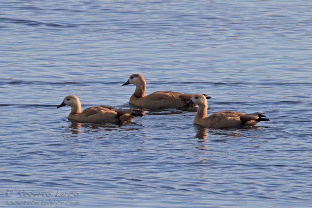 Casarca_Tadorna_ferruginea_Ruddy_Shelduck1_1000