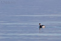 Svasso_piccolo_Podiceps_nigricollis_Black-necked_Grebe_1000