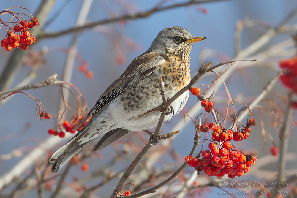 Cesena_Turdus_pilaris_Fieldfare09_1000