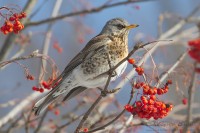 Cesena_Turdus_pilaris_Fieldfare09_1000