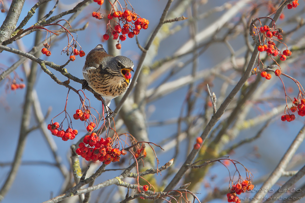 Cesena_Turdus_pilaris_Fieldfare04_1000