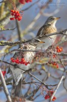 Cesena_Turdus_pilaris_Fieldfare01_1000