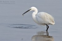 Garzetta_Egretta_garzetta_Littre_Egret01_1000