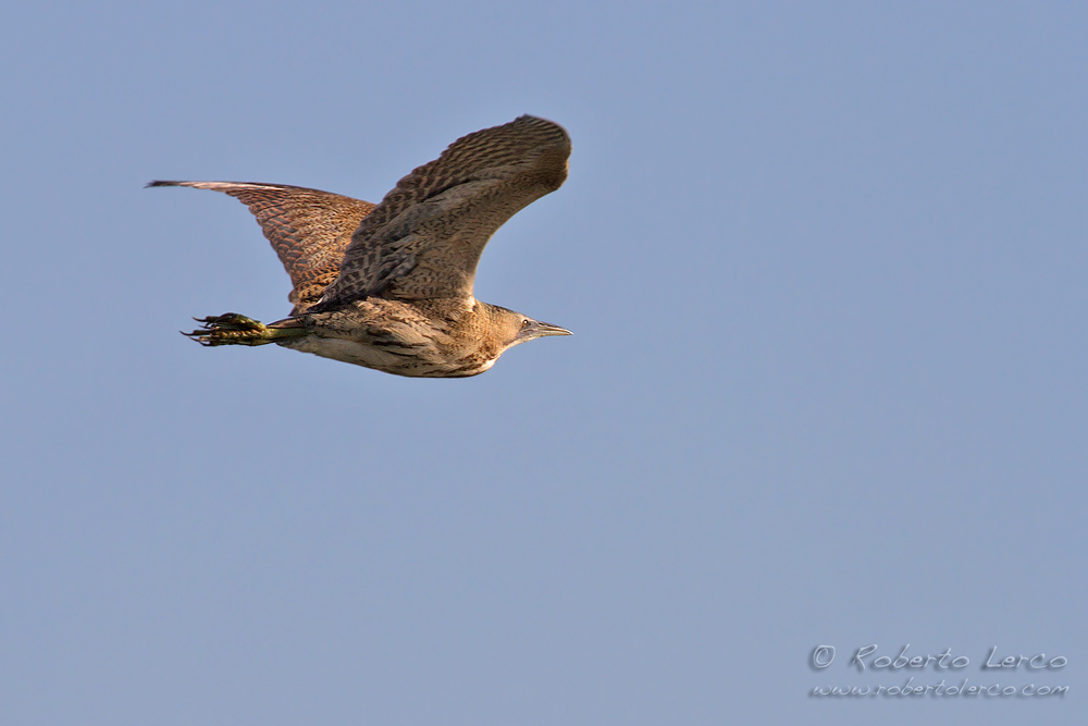 Tarabuso_Botaurus_stellaris_Great_Bittern1_1000